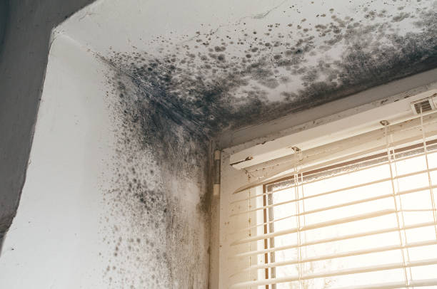 Affordable Mold Removal solutions in Belvidere, NJ